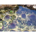 Sea Urchins